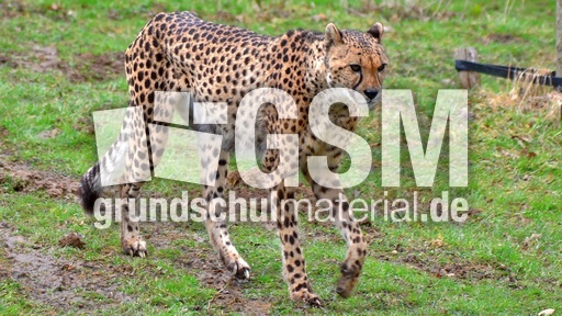Gepard (6).jpg